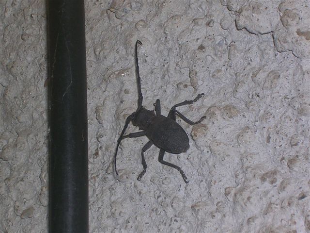 Femmina di Morimus asper nella legnaia